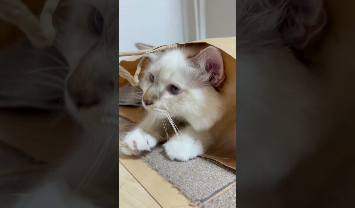 紙袋に入っちゃう猫　#子ネコ #猫のいる暮らし #ノルウェージャンフォレストキャット #バーマン #shorts #cat #kitten #cuteanimals
