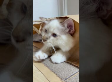紙袋に入っちゃう猫　#子ネコ #猫のいる暮らし #ノルウェージャンフォレストキャット #バーマン #shorts #cat #kitten #cuteanimals