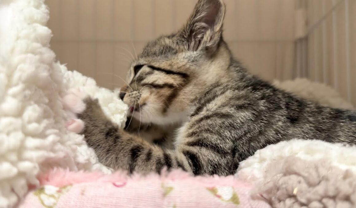毛布をチュッチュふみふみする子猫【ひまわり日記】　Sweet kitten kneading and nursing on a blanket