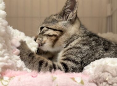 毛布をチュッチュふみふみする子猫【ひまわり日記】　Sweet kitten kneading and nursing on a blanket