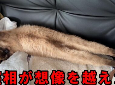 伸びすぎ注意！#猫#ねこ#ネコ#猫のいる暮らし#シャム猫#おもしろ #cat#cats