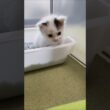 おトイレの邪魔しちゃダメですよ💦 #cat #好きな子猫 #kitten #gatto #cute #子ネコ #子猫 #保護猫#エウレカねこ部 #kitty