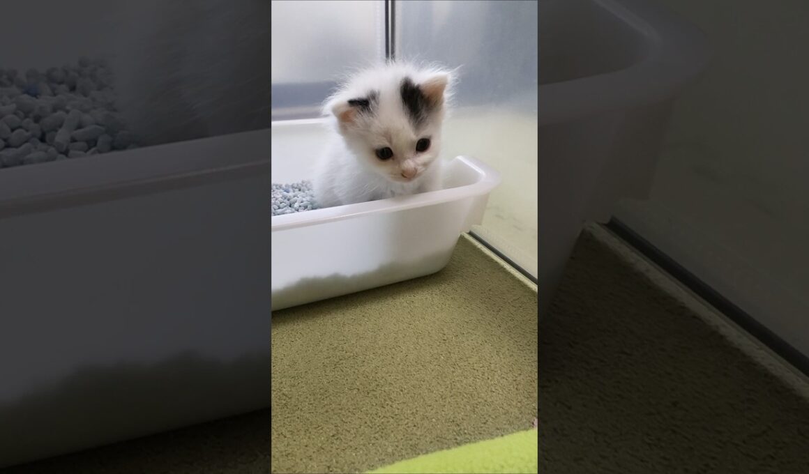 おトイレの邪魔しちゃダメですよ💦 #cat #好きな子猫 #kitten #gatto #cute #子ネコ #子猫 #保護猫#エウレカねこ部 #kitty
