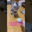 おやつは床の上に置かないと食べない猫 #アメリカンショートヘア #アメショ #ネコ