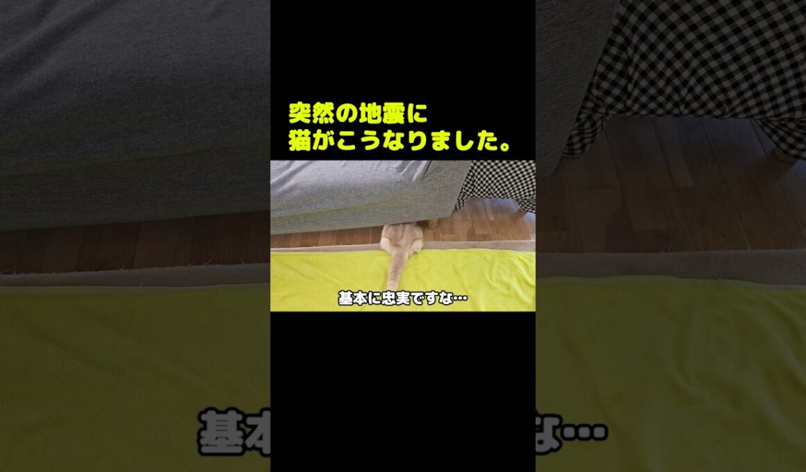 突然の地震に猫の取った行動がこちら...笑#shorts