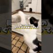 長さ40cmの蹴りぐるみを買ってみた #shorts #cat #ねこ #保護猫 #ねこのいる暮らし