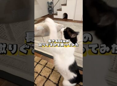 長さ40cmの蹴りぐるみを買ってみた #shorts #cat #ねこ #保護猫 #ねこのいる暮らし