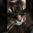 アメリカンカール#猫のいる暮らし  #cat #ポンポン