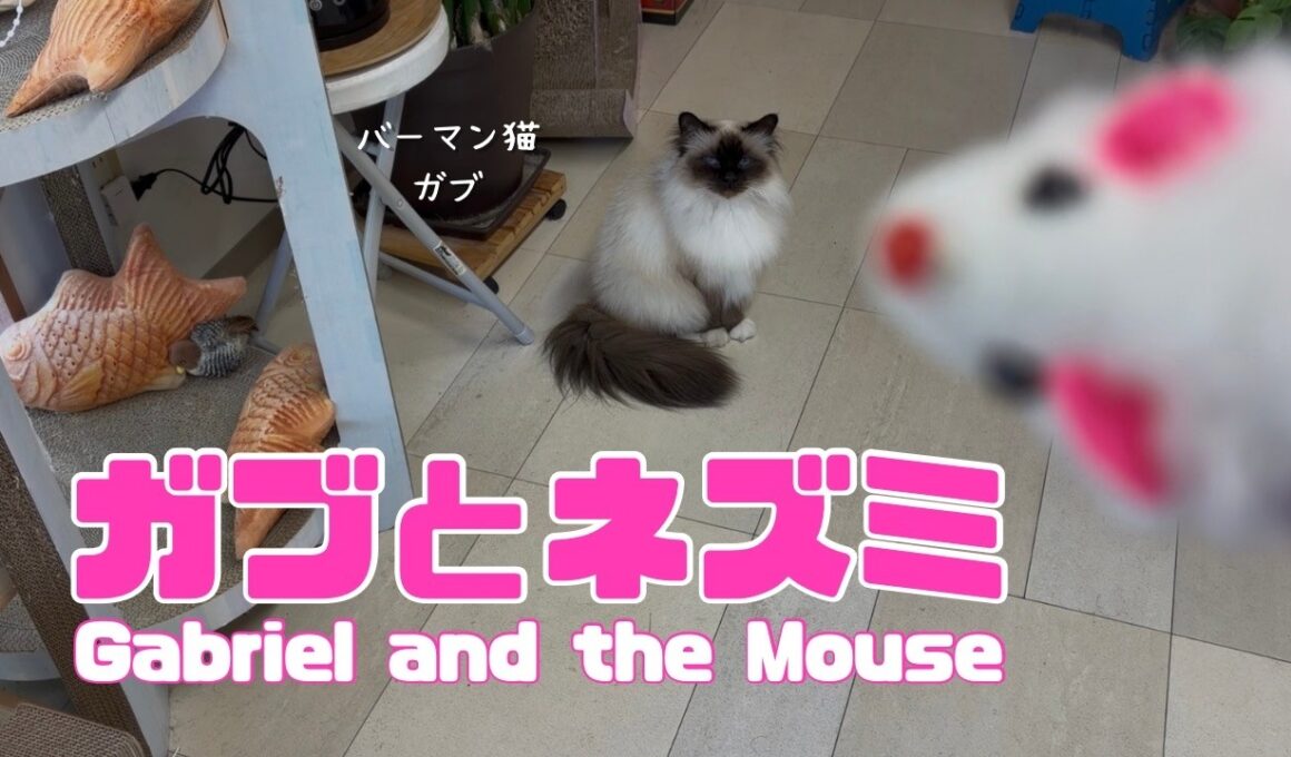バーマン猫ガブ【ガブとネズミ】Gabriel and the Mouse（バーマン猫）Birman/Cat