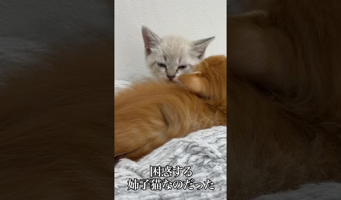 🐱お姉ちゃん猫を好きすぎる子猫   #cat #kitten #猫 #子猫 #ねこ #こねこ #shorts  #猫のいる暮らし