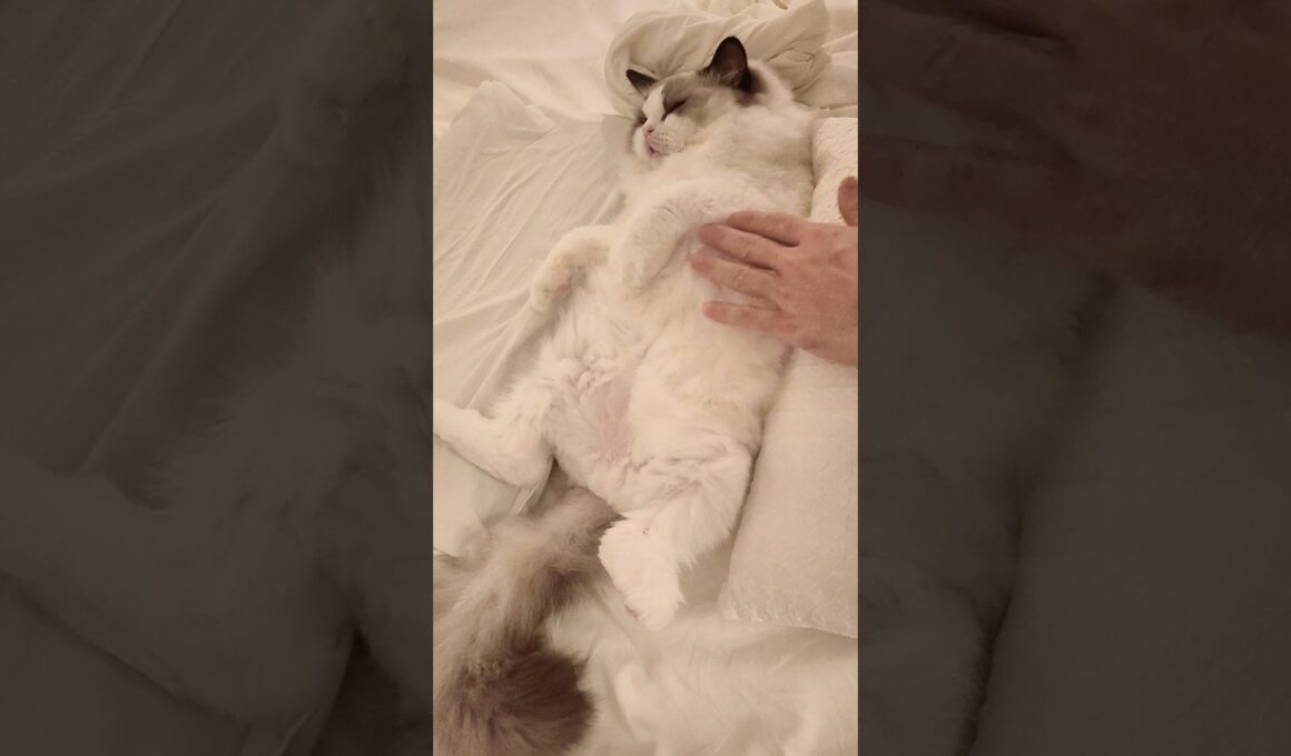 へそ天🦭 #shorts #子猫 #猫 #ラグドール #甘えん坊猫 #猫のいる暮らし