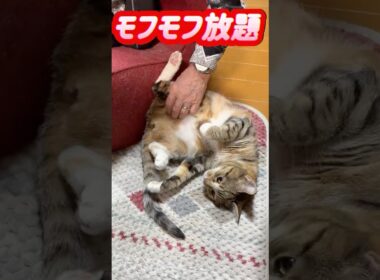 柔らかモフモフな猫娘【猫娘　三女ちょこ】 #アメリカンショートヘア #ネコ #セルカークレックス