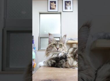 ブラウンのメインクーン寿恵子さん2歳半