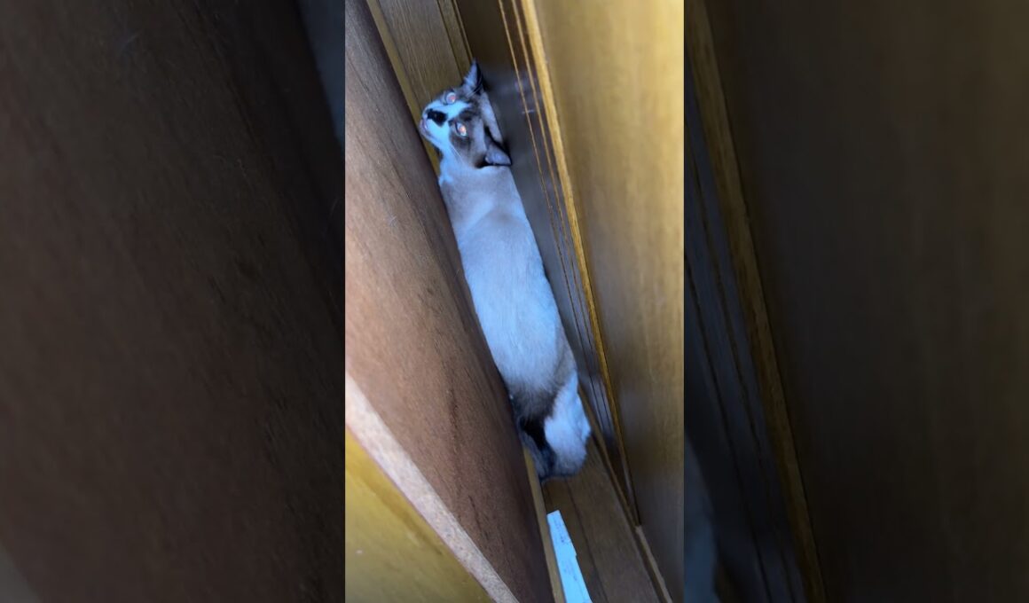 壁の隙間に入り込むシャム猫のパンダ。下敷きになる妹の雫ちゃん