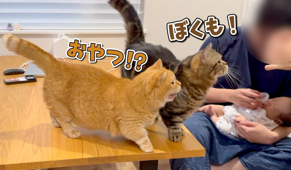 赤ちゃんのお世話をしていると集まってくる猫たちが可愛すぎる！