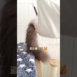 立派なキャットテールを盗み撮り 🎶　#shorts #ragdoll