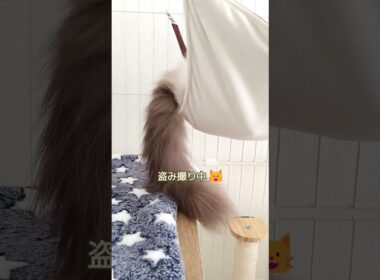 立派なキャットテールを盗み撮り 🎶　#shorts #ragdoll