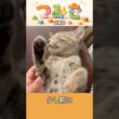 手のひらサイズの子猫つみき077。#shorts #子猫 #保護猫