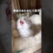 生きてるだけで可愛いのにあむあむ言い始めて昇天 #子猫 #マンチカン #shorts