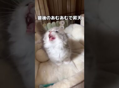 生きてるだけで可愛いのにあむあむ言い始めて昇天 #子猫 #マンチカン #shorts