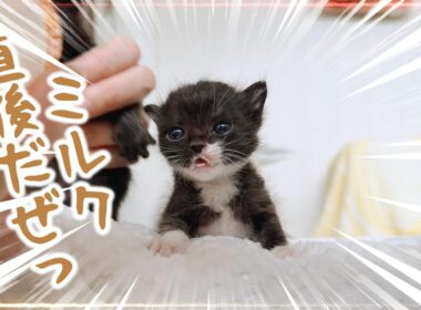 子猫のミルクはかわいいとしか言えないよね【保護猫生活5日目】