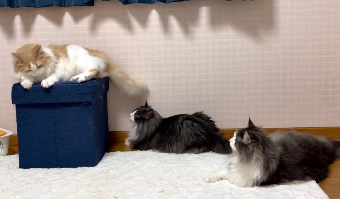 【マイペース】自由すぎるもふ猫たちに癒される毎日✨ノルウェージャンフォレストキャットとターキッシュアンゴラ