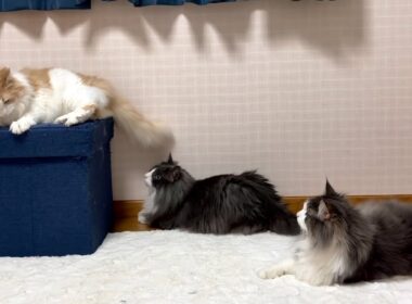 【マイペース】自由すぎるもふ猫たちに癒される毎日✨ノルウェージャンフォレストキャットとターキッシュアンゴラ