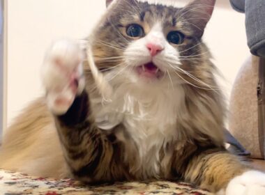 デカ猫と遊んでる気分になれる動画