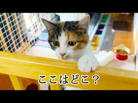 里親さんのお家へ着いた子猫の反応
