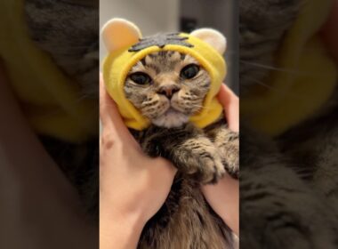 可愛すぎる姫ﾁｮﾘﾝとハッピーな飼主たちwww #cat #猫
