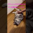 ブラッシング気持ちいいのに足で腕を蹴るのはなぜ？ #アメリカンショートヘア #アメショ #ネコ