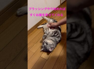 ブラッシング気持ちいいのに足で腕を蹴るのはなぜ？ #アメリカンショートヘア #アメショ #ネコ