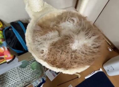 ”A rare fluffy ammonite in my living room” ｛リビングに生息する、ふわふわのアンモナイト」💓😻💕🧡💘❤️