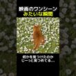 にゃんこが花畑で探していたものの正体