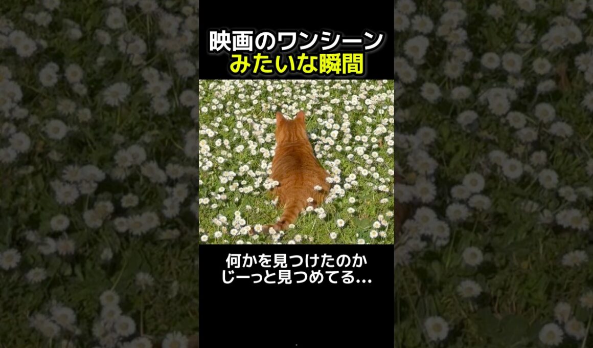 にゃんこが花畑で探していたものの正体