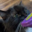 盗み食いをした後、ブラッシングされた猫　ラガマフィンA cat being brushed after stealing food. Ragamuffin
