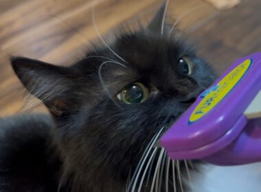 盗み食いをした後、ブラッシングされた猫　ラガマフィンA cat being brushed after stealing food. Ragamuffin
