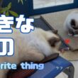 バーマン猫ガブとラフ【好きなもの】Favorite thing（バーマン猫）Birman/Cat