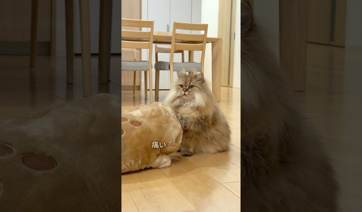 オオサンショウウオに嫌がらせする猫 【サイベリアン】 #Shorts