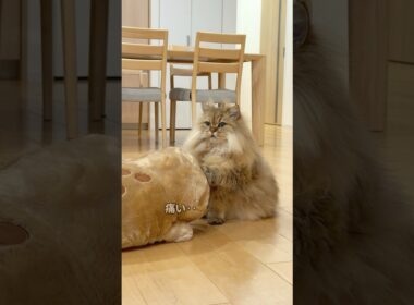 オオサンショウウオに嫌がらせする猫 【サイベリアン】 #Shorts