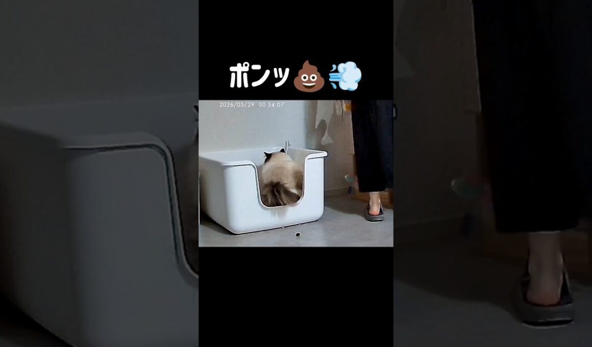 この後🍌たくさん！ #shorts #猫 #ラグドール #甘えん坊猫 #もふもふ #猫のいる生活