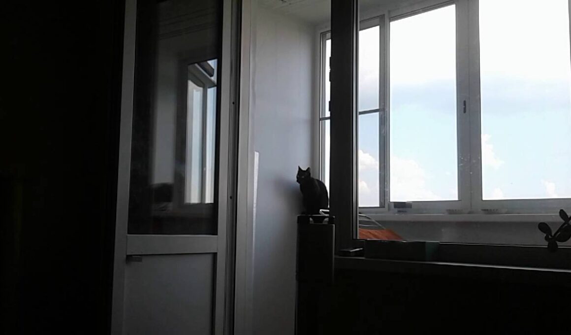 Havana Brown Cat Gauderic