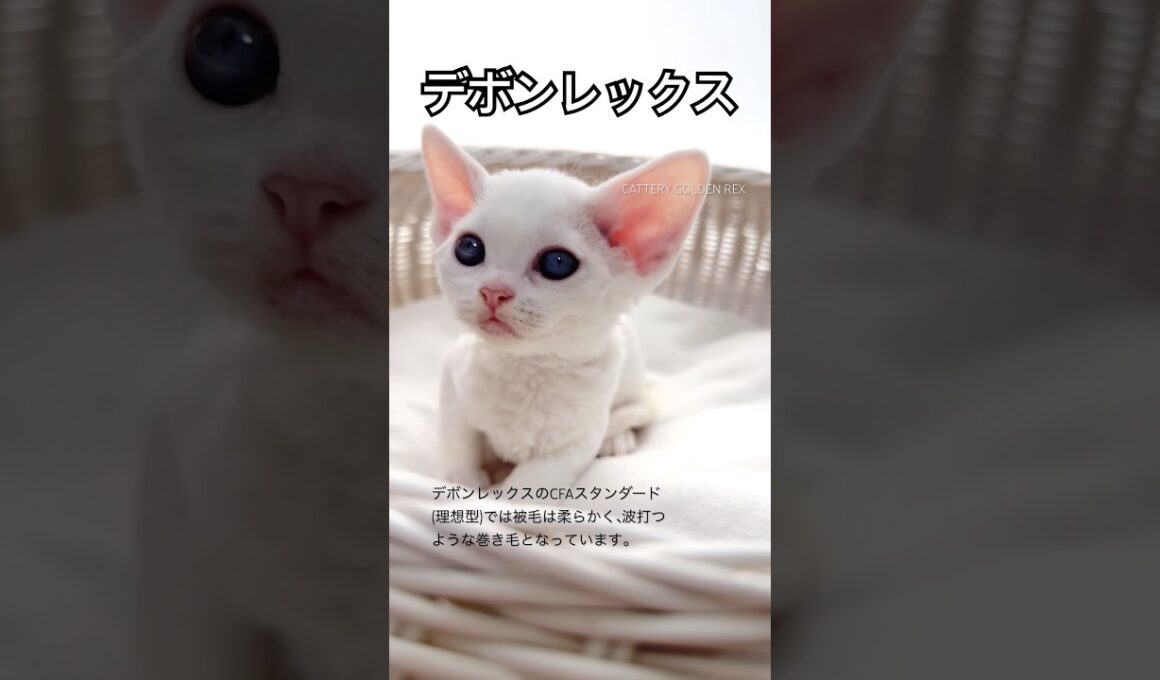 【デボンレックス子猫】 #デボンレックス #子猫 #ブリーダー #emeraldspirit #shorts #cat #猫 #でぼんれっくす #devonrex #kitten #猫のいる暮らし