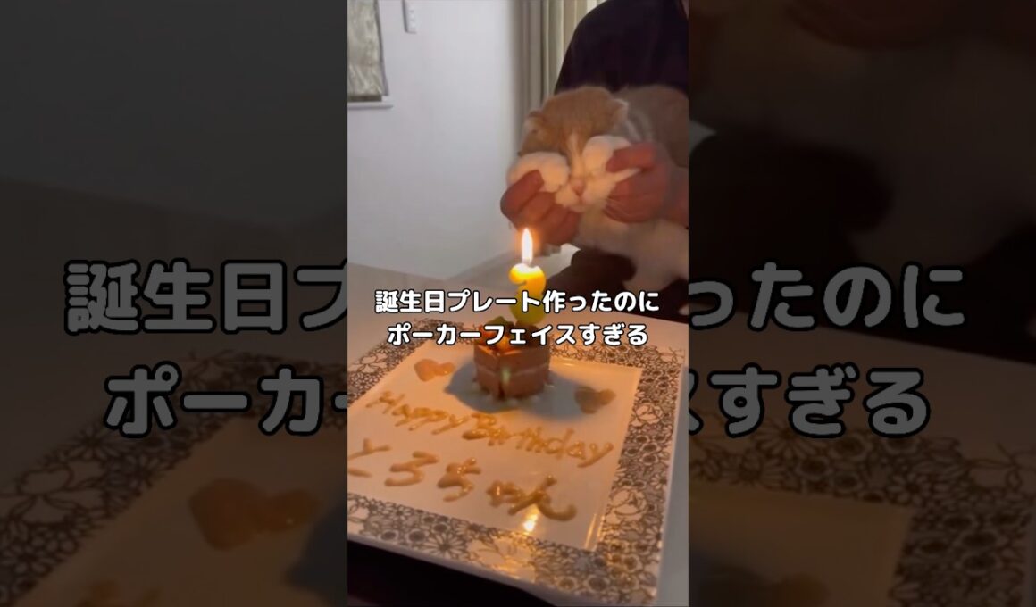 愛猫の誕生日のお祝いをしたらびっくりするくらいポーカーフェイスだった🐱 #スコティッシュフォールド #誕生日 #shorts