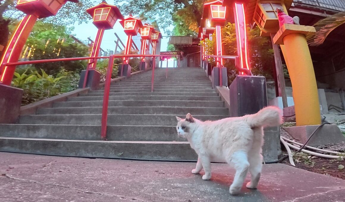 ラグドールみたいな猫が「私のお家をライトアップして！」と要求してきた