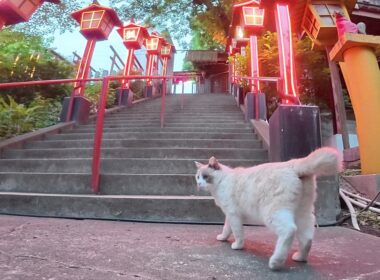ラグドールみたいな猫が「私のお家をライトアップして！」と要求してきた