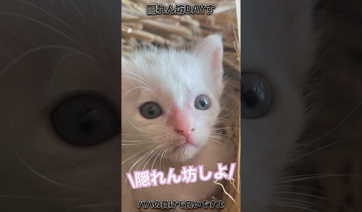 "episode22"「見つけて欲しい」 #子猫 #子ネコ #ファーム生活 #猫好きさんと繋がりたい #好きな子猫 #猫のいる生活 #shorts
