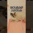 母猫さんに・・・