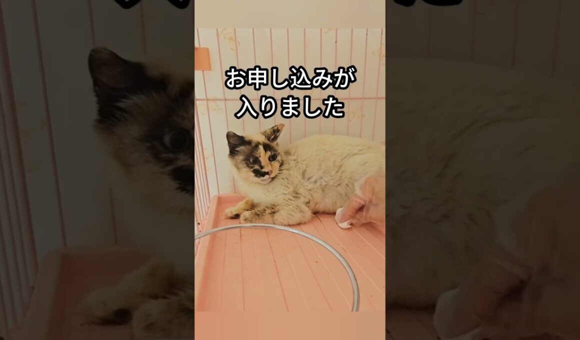 母猫さんに・・・