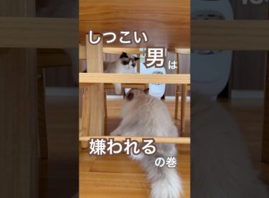 猫界もしつこい男は嫌われるらしい？！😅👹😅💕ミヨン嬢のお顔が👹に💦#ラグドール #猫好きさんと繋がりたい #ねこ動画 #猫のいる暮らし